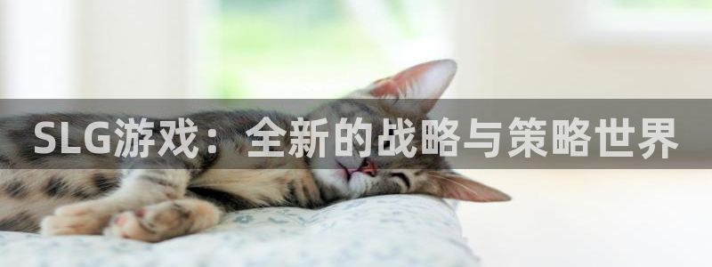 杏耀代理主管qq