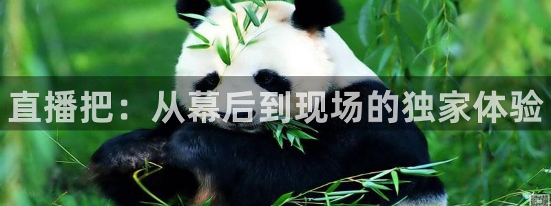 山猫体育免费直播亚冠：直播把：从幕后到现场的独家体验